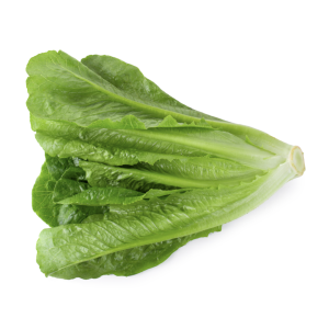 Lechuga hidroponica kg