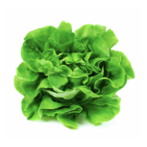 Lechuga española un