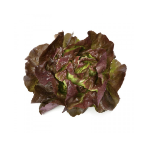 Lechuga francesa un