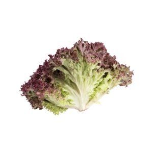 Lechuga lollo rosa un