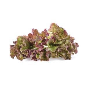 Lechuga marina morada un