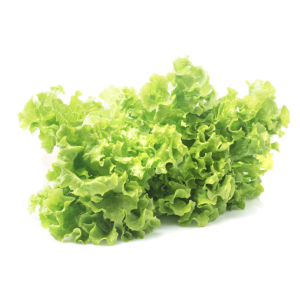 Lechuga marina verde un