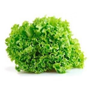 Lechuga lollo verde un
